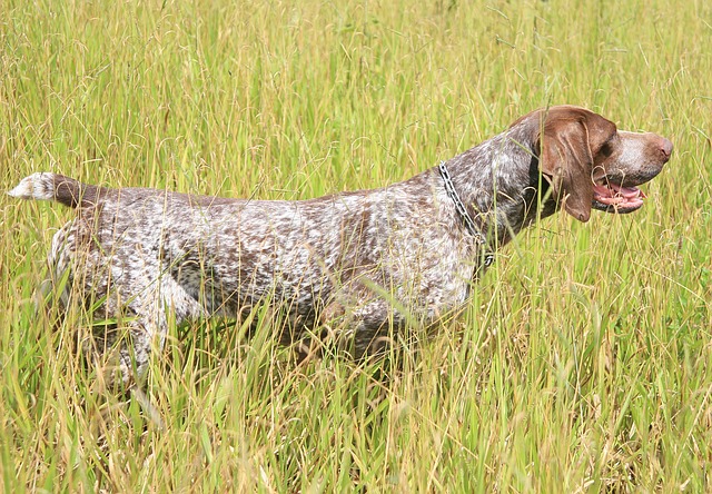 Výcvik psů loveckých plemen v Bílé Třemešné