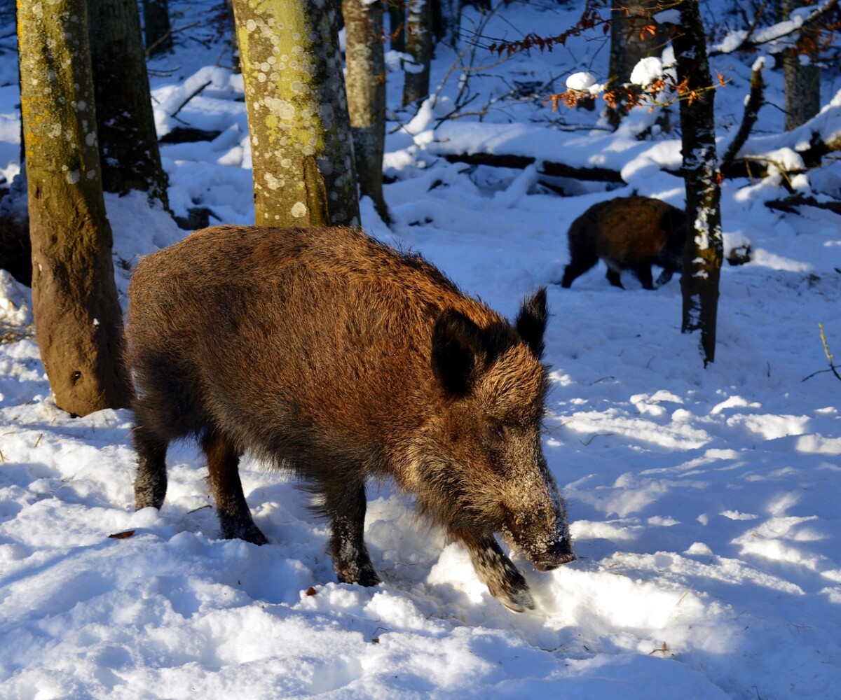 Nově vydané mimořádné veterinární opatření k AMP