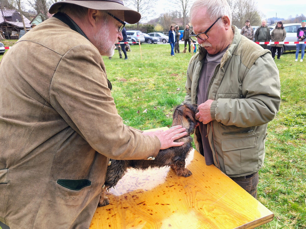11.4.2026 Jarní svod psů loveckých plemen Starý Rokytník