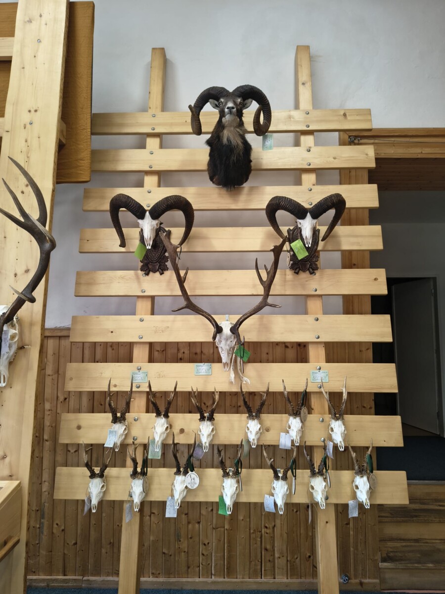 Chovatelská přehlídka trofejí za rok 2025